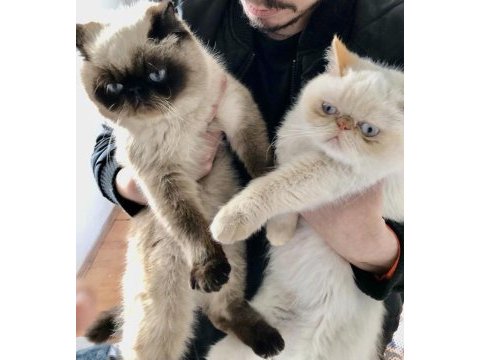 10 gün sonra doğum yapacak exotic shorthair