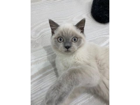 British blupoint erkek yavru