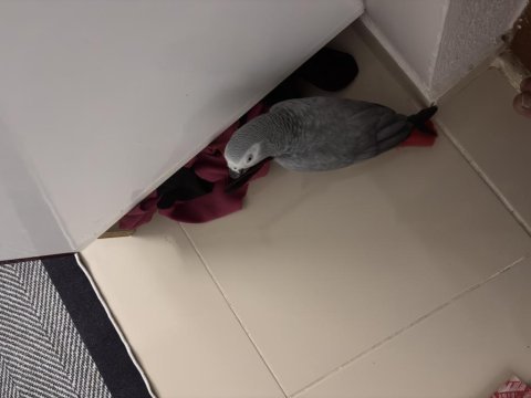 Altı yaşında full evcil kızgınlık yumurtası yapmış jako