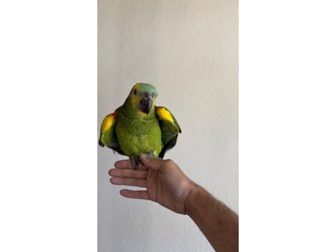 Amazon papağanı el besleme büyüdü yeme düştü