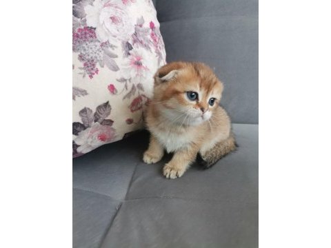 Scottish fold golden dişi