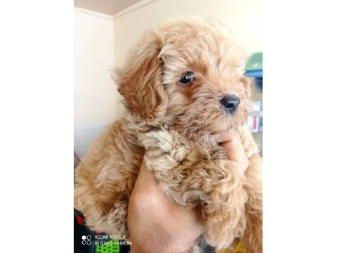 Maltipoo yavrular