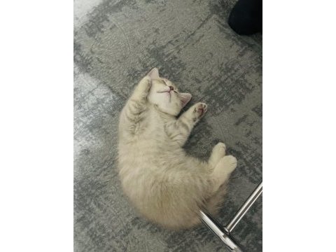 3 aylık british shorthair yavru