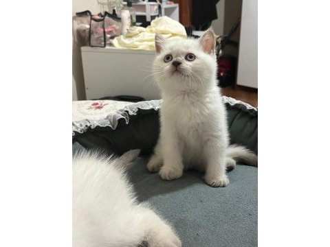 Safkan özel british shorthair yavrular