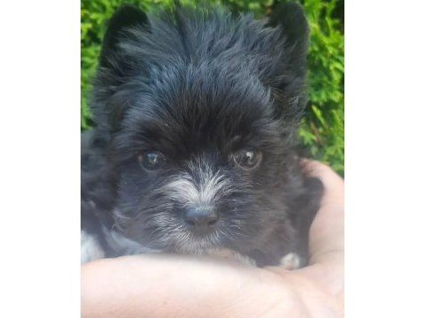 Egzotik yorkshire terrier yavruları