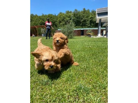 Oyuncu ve zeki maltipoo yavrulari 