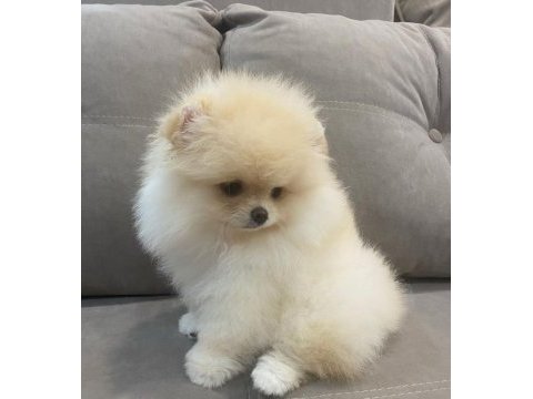 Daha iyisi yok orijinal ayı surat pomeranian boo