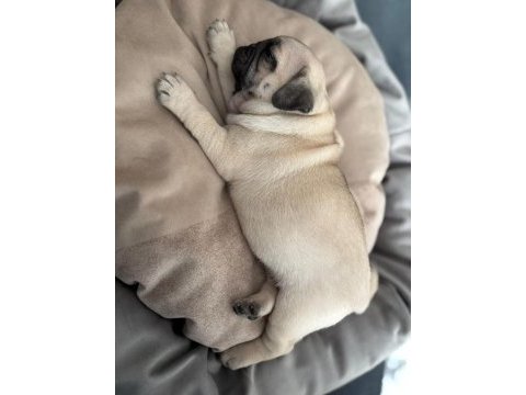 Pug mops bebekleri