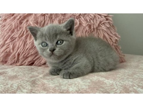 British shorthair 40 günlük dişi