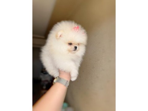 Mini boy dişi kore kan pomeranian
