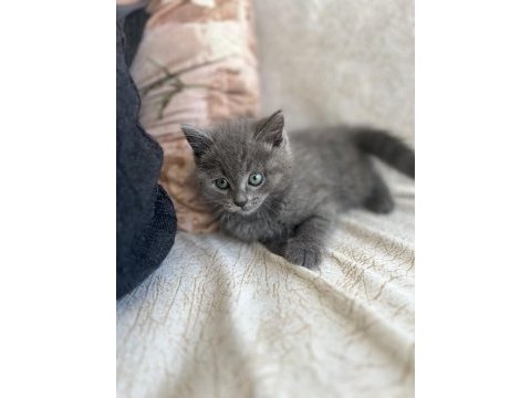 British shorthair yavrum