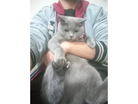 British shorthair yetişkin dişi sağlıklı
