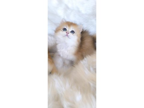 Ny11 british longhair dişi