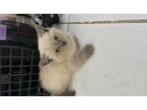 Scottish fold blue point