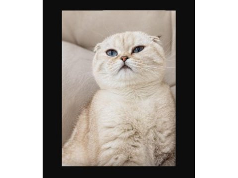 Uygun puana sahiplendirme yapacağım scottish fold