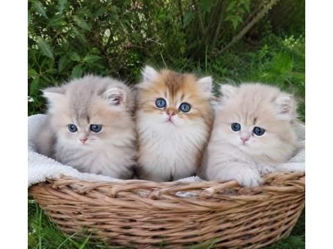 British longhair kaliteli bebekler denizli