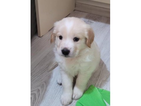 Dünyalar güzeli cocker yavrularımız