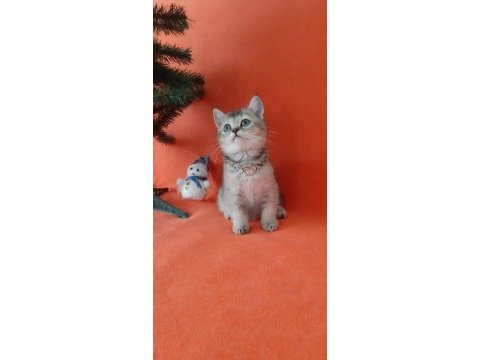 British shorthair evcilmen yavrumuz