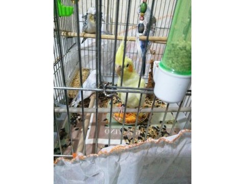Teksas silver muhabbet kuşu bebekler