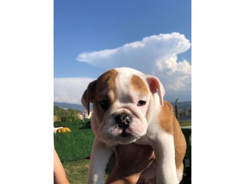 İngiliz bulldog bebeklerimiz