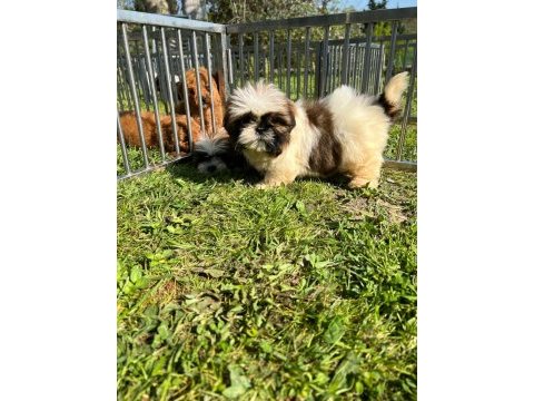 Süper kalite shih tzu yavruları