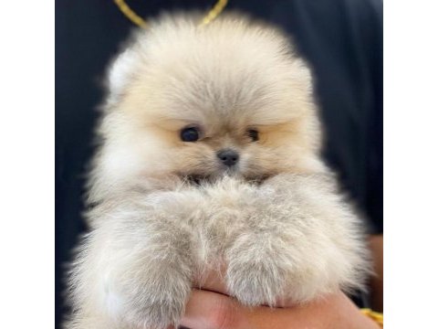 Dünya tatlısı pomeranian yavruları