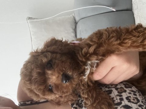 Dişi toy poodle