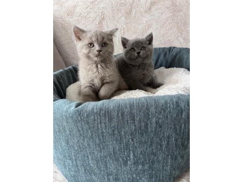 British shorthair yavrular