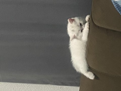 British shorthair erkek yavru çok akıllı