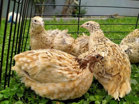 Amerikan ukrayna jumbo bıldırcın yumurtası