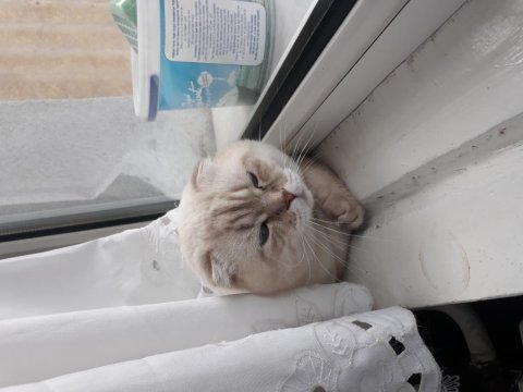 Şehir değişikliği nedeni ile scottish fold