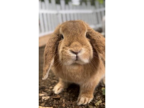 Damızlık 2 takım mini lop tavşan