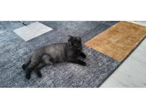 Mardin içi british shorthair
