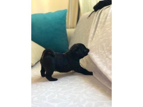 Üst kalite pug yavrularımız