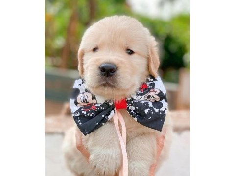 Golden retriever puppies
