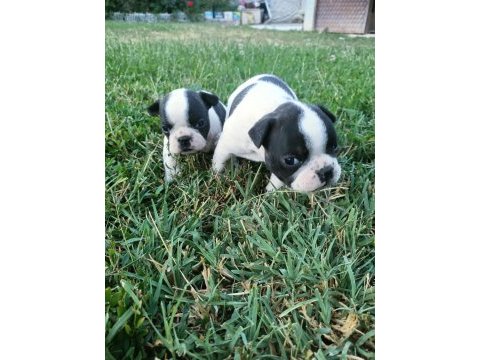 Orijinal erkek french bulldog yavrular