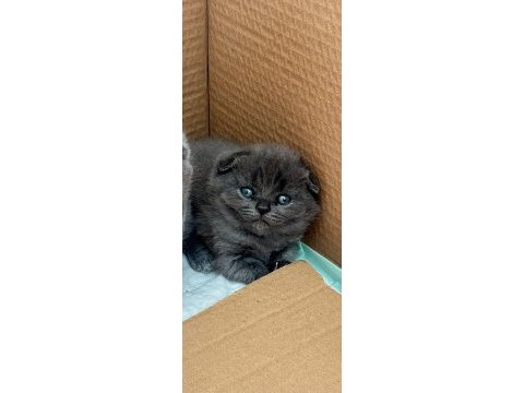 Daha 5 günlük scottish fold ve british yavruları