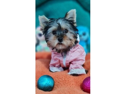 Şecereli teacup dişi yorkshire terrier yavrumuz