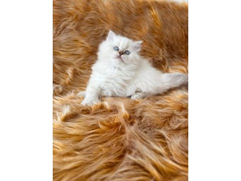57 günlük dişi british longhair