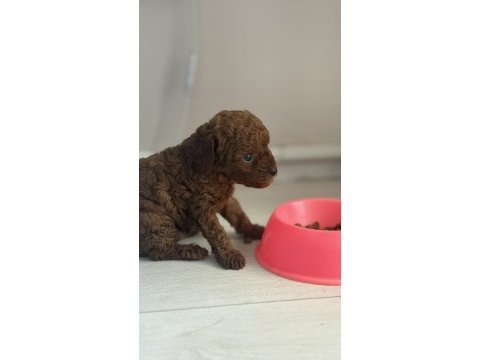 Poodle bebeklerimiz
