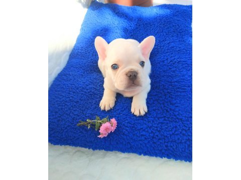 Egzotic french bulldog yavruları izmir