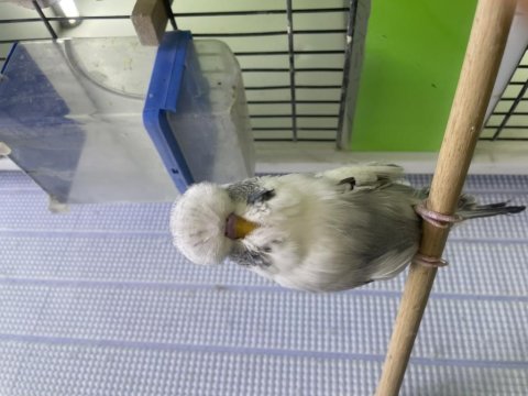 Show jumbo muhabbet kuşu