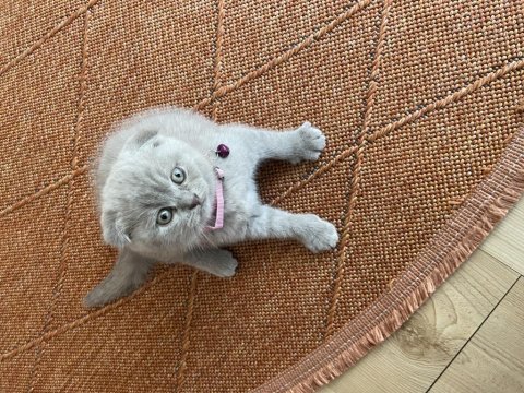 2 aylık yavru scottish fold