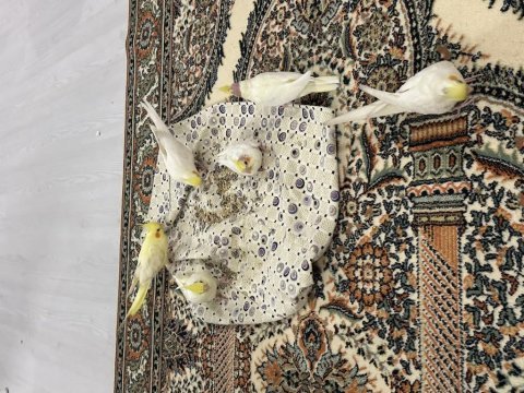 Henüz 1 aylık olmamış sultan papağını yavruları