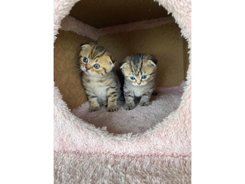 Safkan scottish fold doll face yavrularimiz