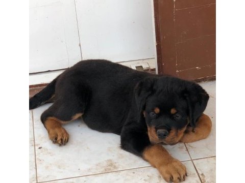 Rottweiler yavrular türkiyenin her yerine kapıda ödemeli