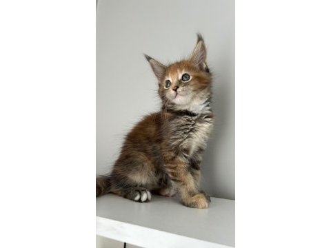 Sağlık ve ırk garantili maine coon minik devler