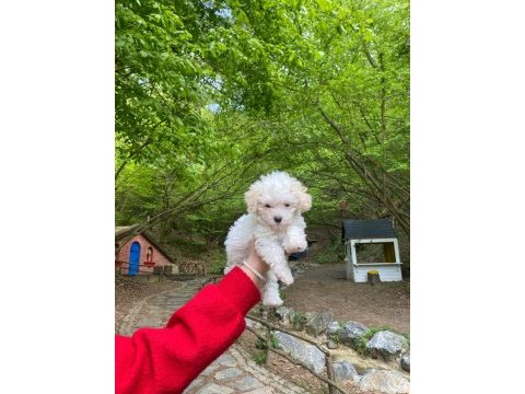 Poodle kızımıza aile arıyoruz