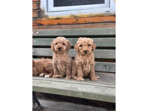 Dev standart poodle yavrular