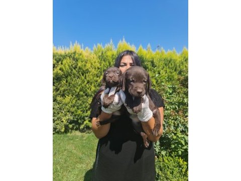 Mükemmel çikolata labrador yavrularım